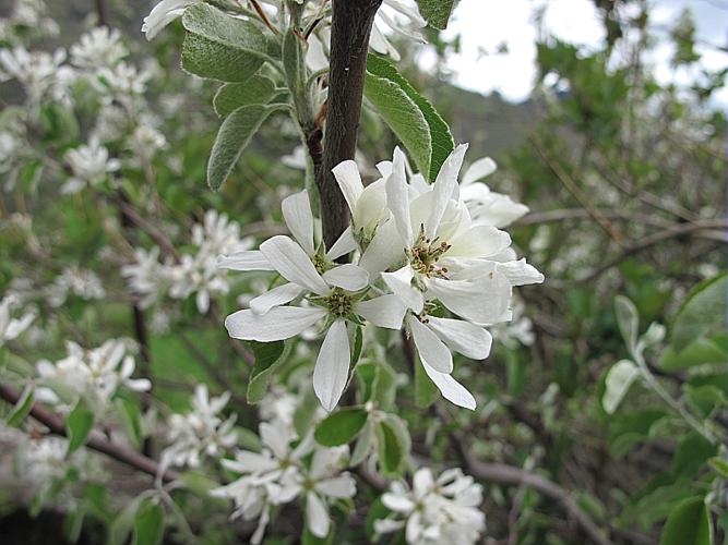 Amelanchier ovalis Medik. © BILLARD Gilbert