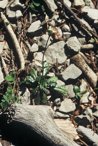 Arabis scabra All. © DALMAS Jean-Pierre