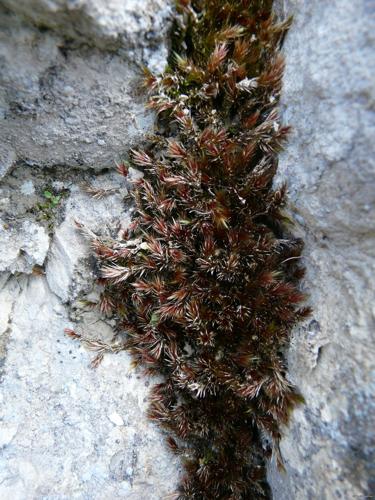 Orthothecium rufescens (Dicks. ex Brid.) Schimp. © GARRAUD Luc