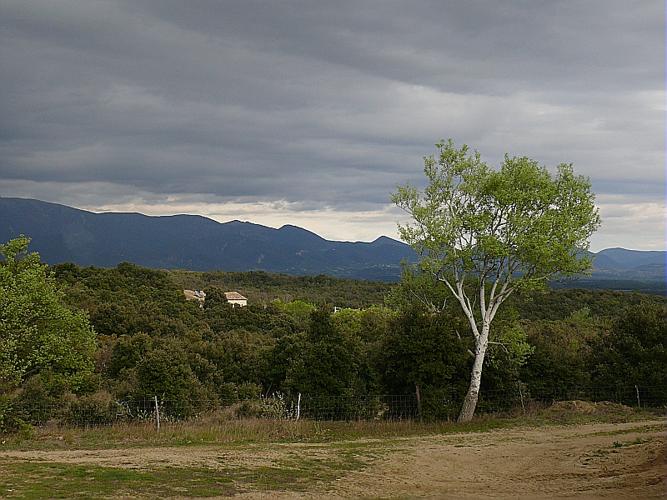 Populus alba L., 1753 © GARRAUD Luc