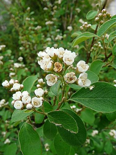 Cotoneaster delphinensis Chatenier © GARRAUD Luc