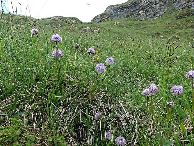 Globularia nudicaulis L., 1753 © MIKOLAJCZAK Alexis