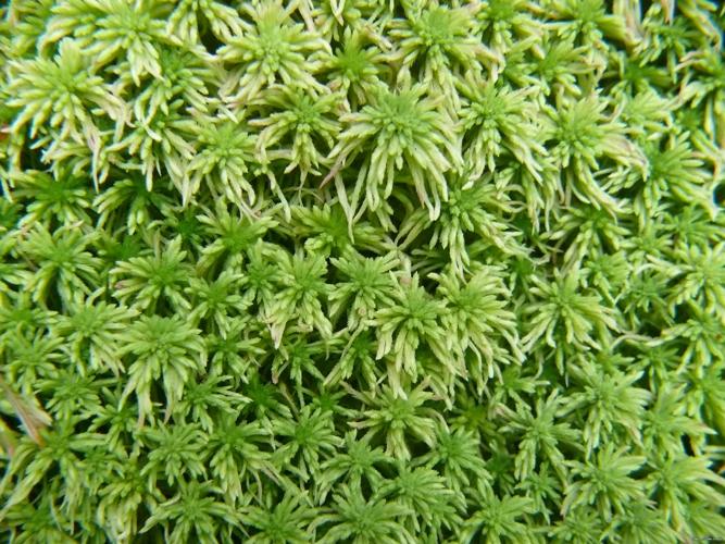 Sphagnum quinquefarium (Braithw.) Warnst. © LEGLAND Thomas