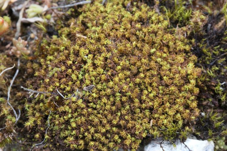 Tortella squarrosa (Brid.) Limpr. © LEGLAND Thomas