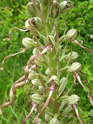 Himantoglossum hircinum (L.) Sprengel © VILLARET Jean-Charles