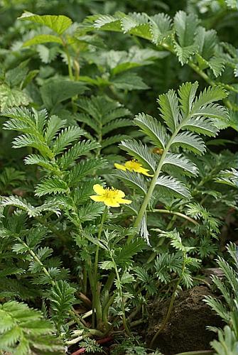 Potentilla anserina L., 1753 © PACHES Gilles