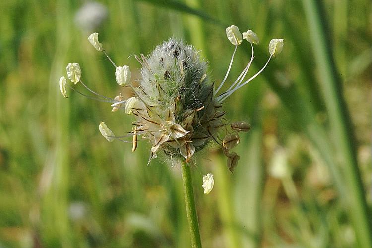 Plantago lagopus L. © PACHES Gilles