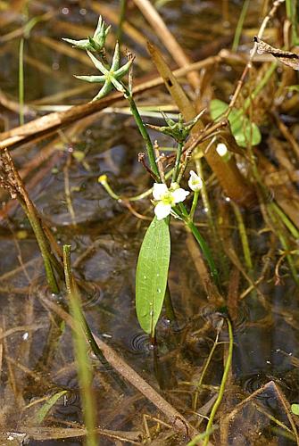 Damasonium alisma Miller © PACHES Gilles