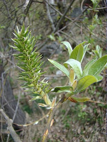 Salix laggeri Wimmer © VILLARET Jean-Charles