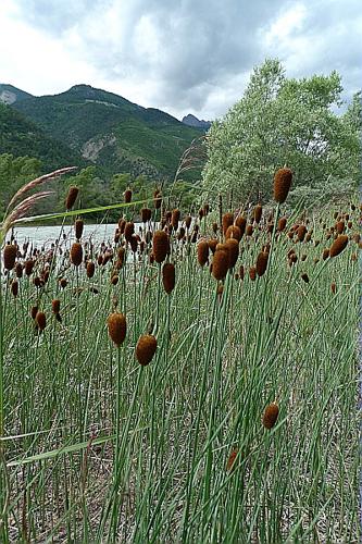 Typha minima Funck © HUC Stéphanie