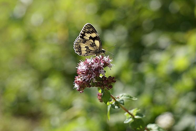 Origanum vulgare L. subsp. vulgare © PACHES Gilles