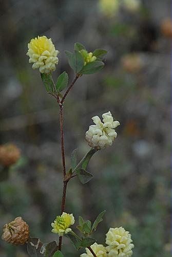 Trifolium campestre Schreber © DALMAS Jean-Pierre