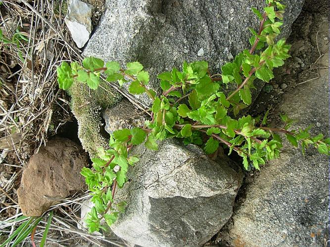 Veronica agrestis L., 1753 © GARRAUD Luc