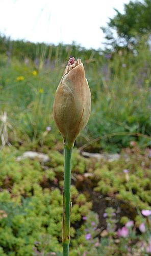 Petrorhagia prolifera (L.) P.W.Ball & Heywood, 1964 © VILLARET Jean-Charles