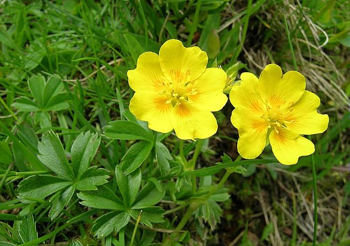 Potentilla aurea L., 1756 © VILLARET Jean-Charles
