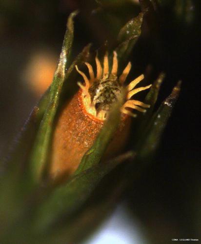 Orthotrichum striatum Hedw. © LEGLAND Thomas