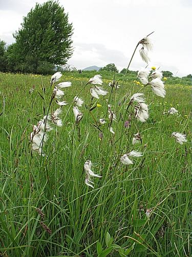 Eriophorum polystachion L. [1753] © BILLARD Gilbert