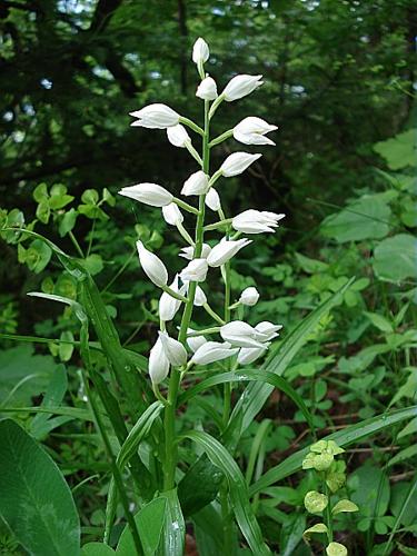 Cephalanthera longifolia (L.) Fritsch, 1888 © GARDET Sandrine