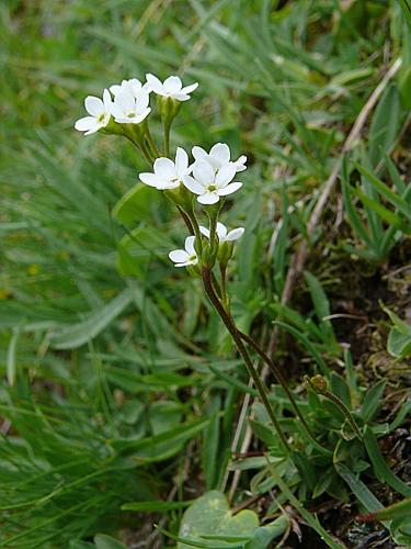 Androsace obtusifolia All. © MIKOLAJCZAK Alexis