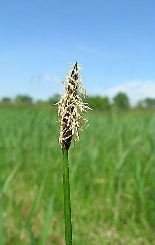 Eleocharis uniglumis (Link) Schultes © VILLARET Jean-Charles