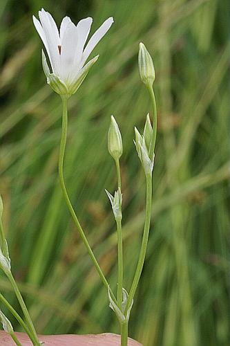 Stellaria palustris Retz. © PACHES Gilles