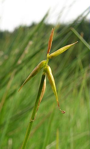 Carex pauciflora Lighft. © VILLARET Jean-Charles