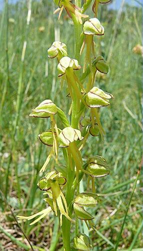 Orchis anthropophora (L.) All., 1785 © VILLARET Jean-Charles