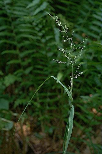 Poa hybrida Gaudin © PACHES Gilles