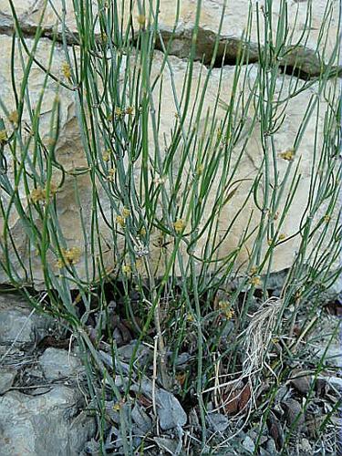 Ephedra nebrodensis Guss. [1845] © GARRAUD Luc