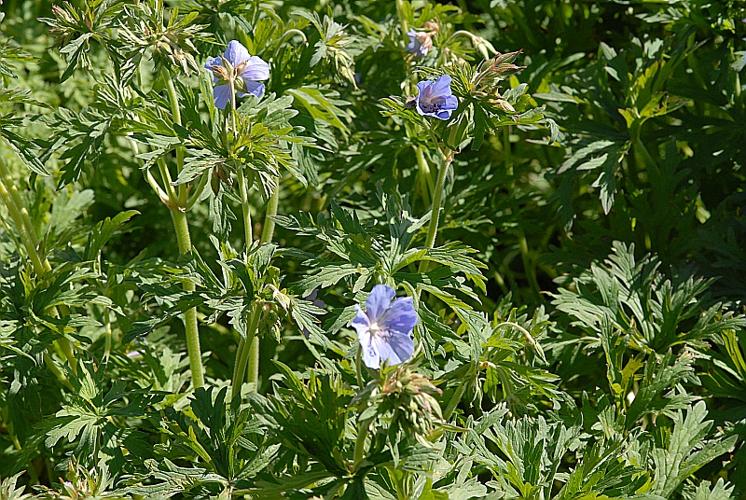 Geranium pratense L. © DALMAS Jean-Pierre