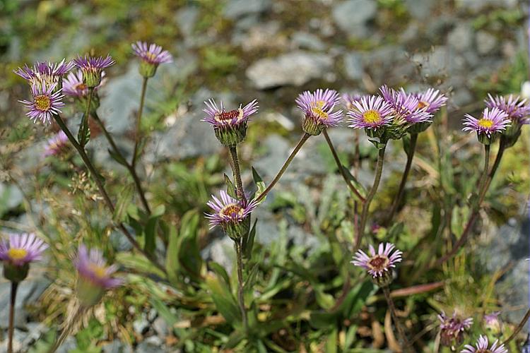 Erigeron schleicheri Gremli, 1886 © PACHES Gilles