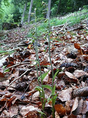 Epipactis microphylla (Ehrh.) Swartz © VILLARET Jean-Charles