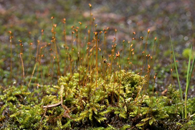 Warnstorfia fluitans (Hedw.) Loeske © LEGLAND Thomas