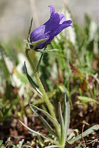 Campanula alpestris All. © PACHES Gilles