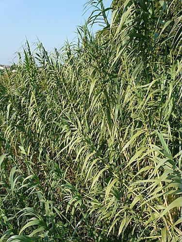 Arundo donax L., 1753 © GARRAUD Luc