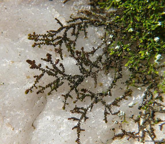 Frullania fragilifolia (Taylor) Gottsche, Lindenb. & Nees, 1845 © LEGLAND Thomas