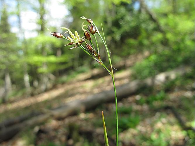 Luzula forsteri (Sm.) DC. © BILLARD Gilbert