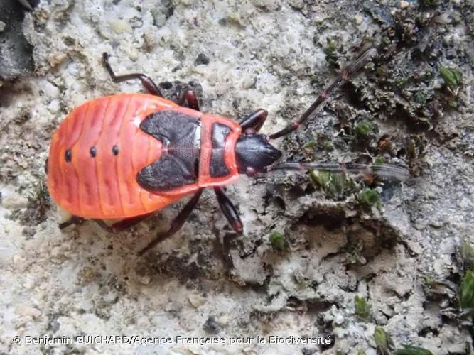 <i>Pyrrhocoris apterus</i> (Linnaeus, 1758) © Benjamin GUICHARD/Agence Française pour la Biodiversité