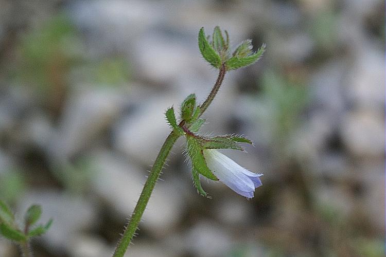 Campanula erinus L. © PACHES Gilles