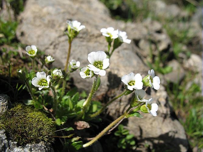 Saxifraga androsacea L. © BILLARD Gilbert