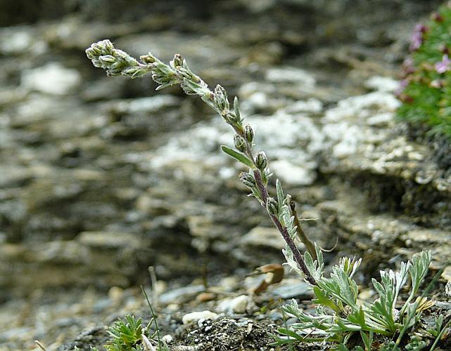 Artemisia genipi Weber © BONNET Véronique