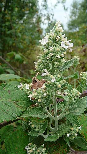 Nepeta cataria L., 1753 © GARRAUD Luc