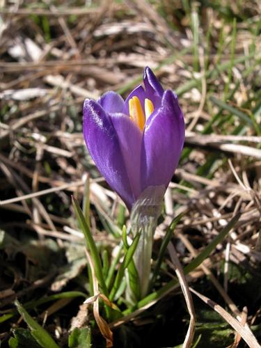 Crocus vernus (L.) Hill subsp. albiflorus (Kit.) Cesati © VILLARET Jean-Charles