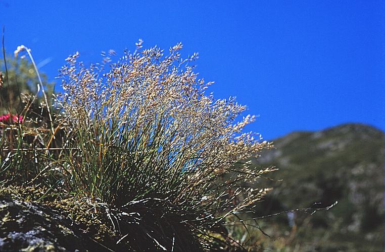 Agrostis rupestris All., 1785 © BILLARD Gilbert