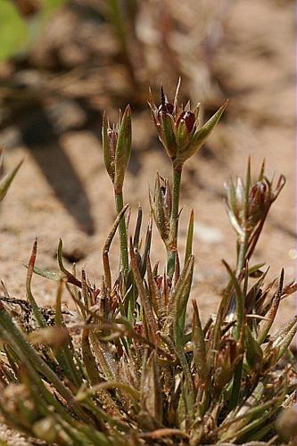 Juncus hybridus Brot. © PACHES Gilles