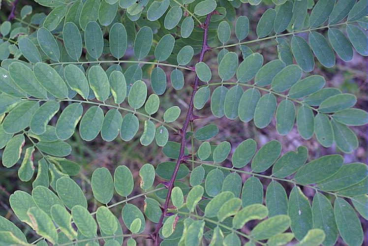 Robinia pseudoacacia L. © PACHES Gilles