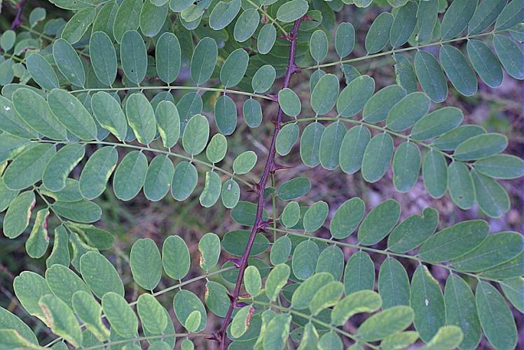 Robinia pseudoacacia L. © PACHES Gilles