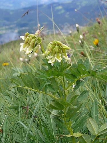 Astragalus frigidus (L.) A.Gray, 1864 © MIKOLAJCZAK Alexis