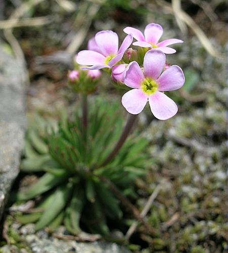 Androsace adfinis Biroli subsp. puberula (Jordan & Fourr.) Kress © VILLARET Jean-Charles