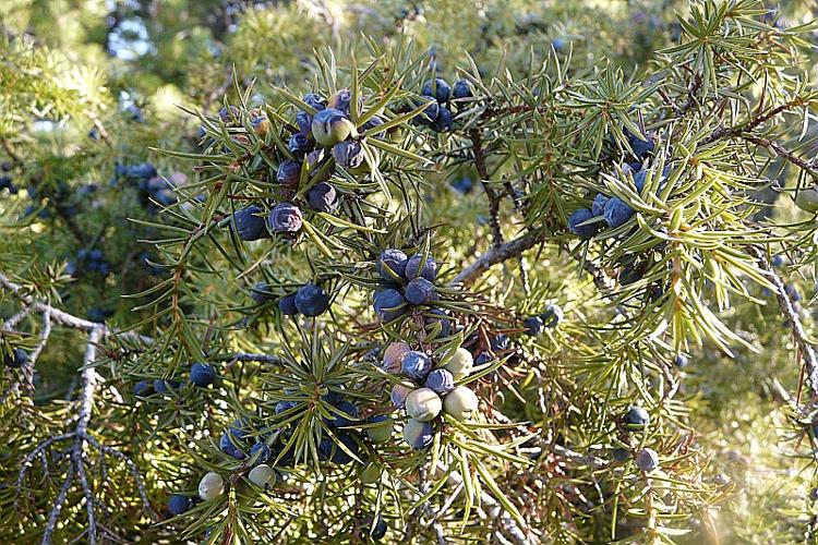Juniperus communis L. © GARRAUD Luc